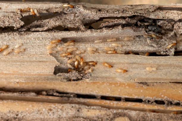 Reliable Erie, PA Pest Control Solutions